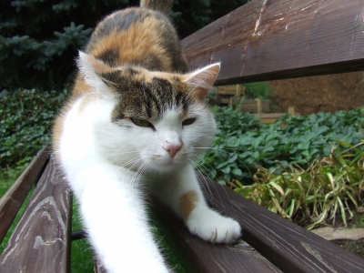Katze streckt sich auf Holzgartenbank